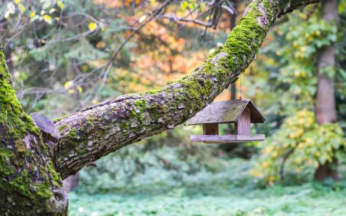 brown wooden bird cage hangs on gray tree branch